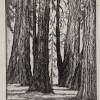 Harriet Roudebush
