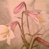 Z Vanessa Helder Day Lily c1940 Watercolor